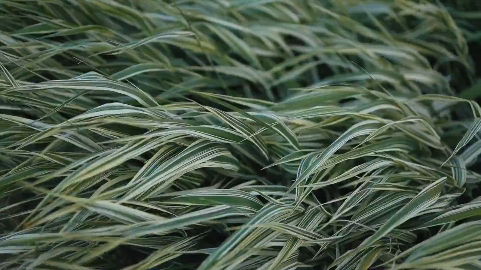 Grass blades moving in natural light